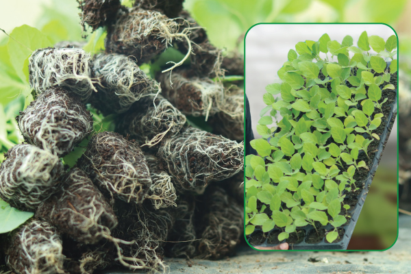 SEEDLING PRODUCTION